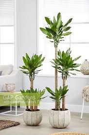 Image result for Dracaena steudneri