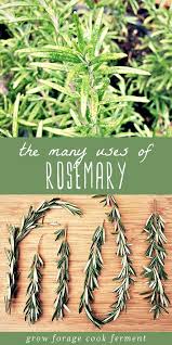The Many Uses Of Rosemary With Images Medicinal Herbs Garden Rosemary Herb Medicinal Herbs