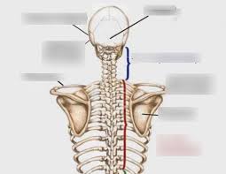 We also discuss what are osteons, what are canaliculi. Back Bones Diagram Quizlet