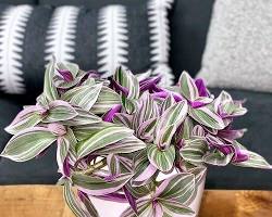 Image of Tradescantia plant