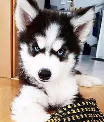Siberian Husky Outgoing And Cheeky Animaux Adorables Chiot Husky Animaux Mignons