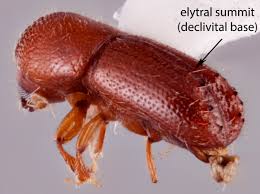 Image result for Loxodera bovonei