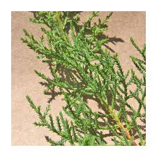 Image result for Cupressus torulosa