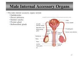 The internal organs of the male reproductive system, also called accessory organs, include the following: Lecture Powerpoint Reproductive Systems Anatomy And Phyiology Ppt Download