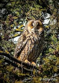 Birds Of A Feather Flock Together Meaning In English Pin By Ginger Kathleen Coombs On Birds Of A Feather Flock Together Long Eared Owl Owl Wisdom Owl