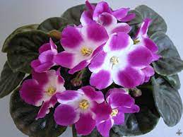 Acesta a fost guvernator al unei provincii din africa la sfârșitul secolului. Violeta AfricanÄƒ Sau Violeta De Parma Saintpaulia Edifica