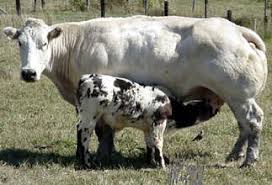 Belgian blue is a breed of beef cattle from belgium. Breeds Belgian Blue The Cattle Site