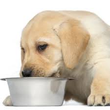 Labrador retrievers sure can eat, and a homemade diet should keep their joints healthy and use only fresh oil, as oils kept too long or exposed to air can turn rancid. Labrador Food And How To Feed A Labrador A Complete Guide