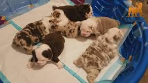 Explore 117 listings for chocolate english bulldogs for sale at best prices. Akc Exotics English Bulldog Chocolates Tri Merles Lilac Tri Merles Youtube