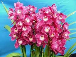 Beautifulorchidscare Com Cymbidium Orchids For Sale Monkey Orchid Beautiful Orchids