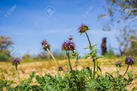 Check spelling or type a new query. Chia Salvia Columbariae Wild Flowers Blooming In Joshua Tree Stock Photo Picture And Royalty Free Image Image 115251837
