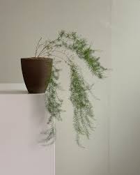 Image result for Asparagus suaveolens