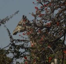 Image result for Monotes engleri