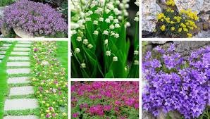We did not find results for: 20 Most Beautiful Ground Cover Flowers Great Ideas For A Perfect Garden My Desired Home