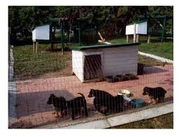 Regardless of the size of your. Leerburg My Outside Puppy Runs