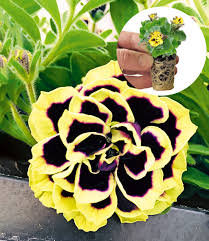 Gönne dir mit einem baldur gutschein von coupons.de ein kleines stückchen paradies zum schnäppchenpreis und lass dir zierpflanzen, bäume und edle blumen direkt. Gefullte Petunie Mystical 1a Jungpflanzen Baldur Garten