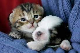 Download puppy kitten images and photos. Thanks To Lucy S Law England Will Ban Puppy And Kitten Sales In Pet Shops Quartz