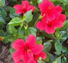 Hibiscus flowers 🌺🌿 #hibiscus #photography #nature #fb #flowers