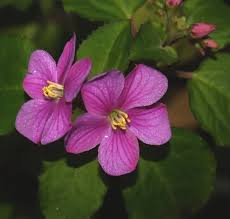 Image result for Calvoa orientalis