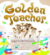 Once you are back home, you can try figure out the identity of these mushrooms online. Golden Teacher Magic Mushroom Growkit