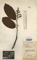 Image result for Bridelia brideliifolia