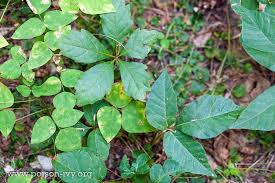Poison oak is another toxic plant that looks similar to virginia creeper. Poison Ivy Plant Identification Quiz