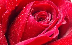 Petalele de trandafir au o formă complexă și nu este ușor să desenezi un . Poze Cu Trandafiri 50 Imagini Cu Trandafiri De Diferite Culori Buchete Si Aranjamente Revista Fucsia