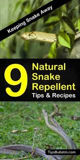 9 Fast Easy Homemade Snake Repellent Recipes Garden Snakes Snake Repellant Keep Snakes Away
