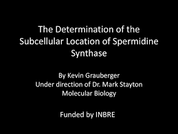 This enzyme catalyses the following chemical reaction. The Determination Of The Subcellular Location Of Spermidine Synthase Ppt Download