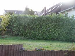 Sichtschutz Im Garten Erlaubt Jede Stilvolle Idee Braucht Von Sichtschutz Zum Nachbarn Was Ist Erlaubt Haus Amp Garten Forum Durchgehend Sichtschut Plants