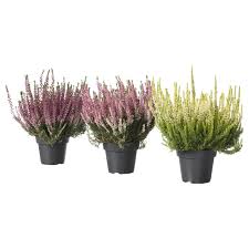 Скромное и одновременно выразительное растение полей, лугов и альпийских склонов может радовать своего. Rastenie V Gorshke Veresk Raznye Cveta 13 Sm Ikea Kalluna 003 753 53 Kupit V Minske Cena 15 Rublej Internet Magazin