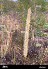 Image result for Setaria sphacelata