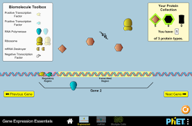 Mut s scans the dna and recognizes mismatches from the distortion formed by the unpaired bases. Gene Expression Essentials