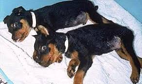 Neuromuscular Disorders affecting Young Dogs and Cats (1999)