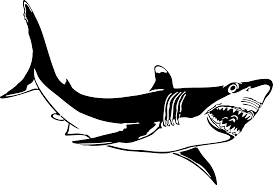 Black And White Shark Teeth Clipart Shark Clipart Black And White Clipart Panda Free Clipart Images Great White Shark Drawing Shark Coloring Pages Animal Drawings