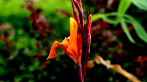 Plant canna lily rhizomes 3 to 4 inches deep in a prepared garden bed; How To Store Canna Bulbs For Winter