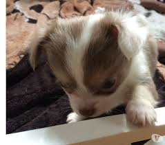 A Vendre Chihuahua Poils Longs Libre Le 23 Mai Achat Vente Animaux Wavre 1300 Avec Vivastreet Chihuahua Animaux Chien
