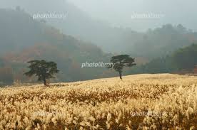 風に揺れるススキ 写真素材 [ 1197067 ] - フォトライブラリー photolibrary