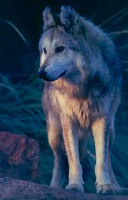 Aug 09, 2021 · wolves 48 sheffield 42. Mexican Gray Wolf Numbers Continue To Climb News Paysonroundup Com