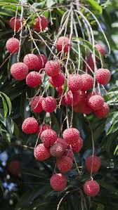 Check out the best fruit trees for the midwest for more information. 90 Fruit Trees Ideas Fruit Trees Fruit Fast Growing Trees