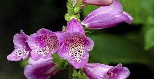 Uksurvivalguides Com Is For Sale Plants Uk Poisonous Plants Plants
