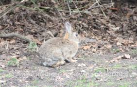 Hase Kaninchen Kaninchen Wildkaninchen Hase Kaninchen