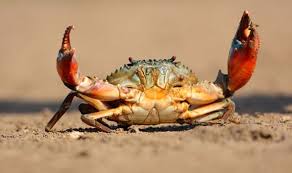 Your horoscope by susan miller. Cancer Horoscope June 2021 What S In Store For Cancer In June Express Co Uk