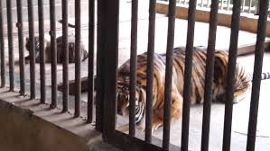Viral video harimau di kebun binatang lamongan terlihat kurus kering, pihak marketing bonbin: 2 Ekor Harimau Sumatra Lahir Di Kebun Binatang Bukittinggi