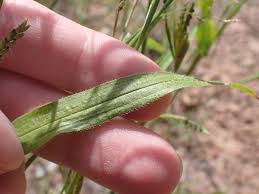 Image result for Hackelochloa granularis