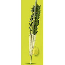 Purchase etrog box & lulav bags for sukkot. Etrog Lulav Set Standard Quality
