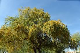 Image result for Acacia schweinfurthii