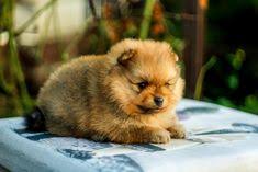 2021 satilik pomeranian boo fiyatlari panosundaki pin