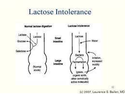 Pathophysiology Of Diarrhea