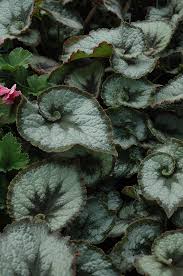 Some species are commonly grown indoors as ornamental houseplants in cooler climates. Escargot Begonia Begonia Escargot In Wilmette Chicago Evanston Glenview Skokie Winnetka Illinois Il At Chalet Nursery